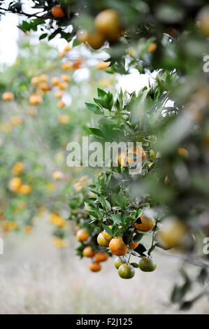 Kintamani Orange harvesting in plantation at Kintamani, Bali Stock Photo