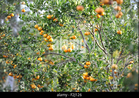 Kintamani Orange plantation at Kintamani, Bali Stock Photo