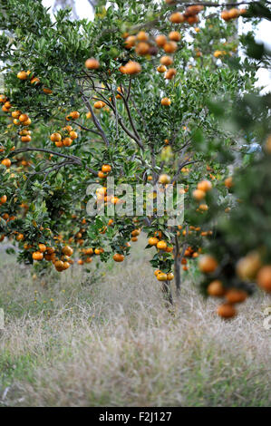 Kintamani orange plantation at Kintamani, Bali Stock Photo