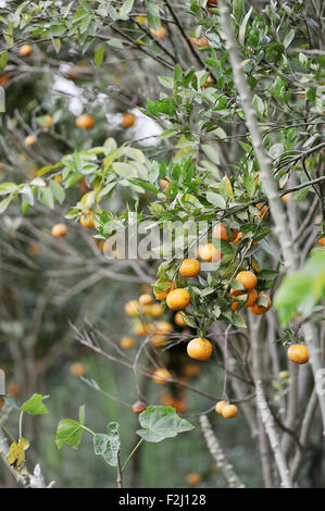 Kintamani Orange plantation at Kintamani, Bali Stock Photo