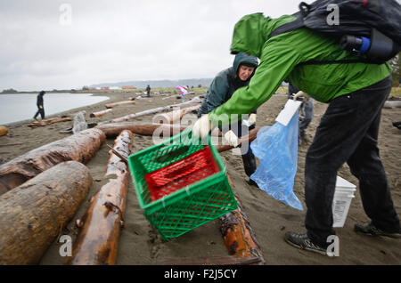 Vancouver, Canada. 19th Sep, 2015. Participants pick up a plastic case left at Iona Beach in Richmond, Canada, Sept. 19, 2015. Considered as one of the largest environmental events in Canada, the Great Canadian Shoreline Cleanup is also the third largest cleanup in the world. This year over 1,700 cleanups have been registered across the country which mobilized more than 50,000 people to participate to help protecting the aquatic ecosystems. © Liang sen/Xinhua/Alamy Live News Stock Photo