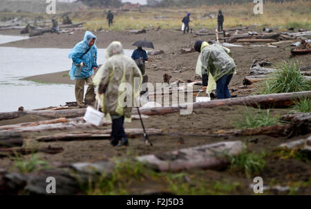 Vancouver, Canada. 19th Sep, 2015. Participants pick up garbages from the shore at Iona Beach in Richmond, Canada, Sept. 19, 2015. Considered as one of the largest environmental events in Canada, the Great Canadian Shoreline Cleanup is also the third largest cleanup in the world. This year over 1,700 cleanups have been registered across the country which mobilized more than 50,000 people to participate to help protecting the aquatic ecosystems. © Liang sen/Xinhua/Alamy Live News Stock Photo