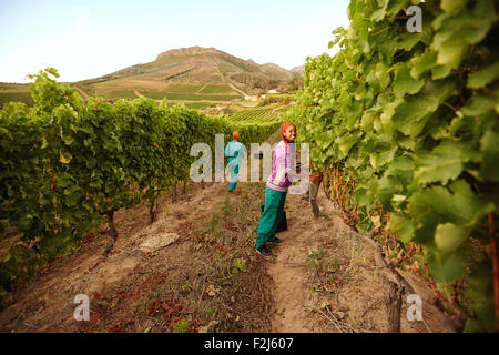 Young woman picking grapes in vineyard. Female worker cutting green grapes from a vine during autumn harvest. Female grape picke Stock Photo