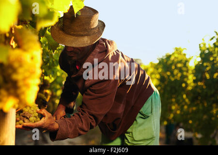 Farmer picking up the grapes during harvesting. Man cutting grapes in vineyard. Stock Photo