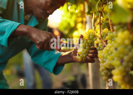 Close up shot of a man picking grapes during wine harvest in vineyard. Cutting bunch of grapes from vine. Stock Photo