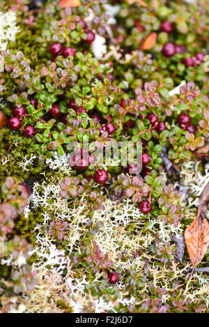 Low bush cranberries ripen on the Alaskan tundra. Stock Photo
