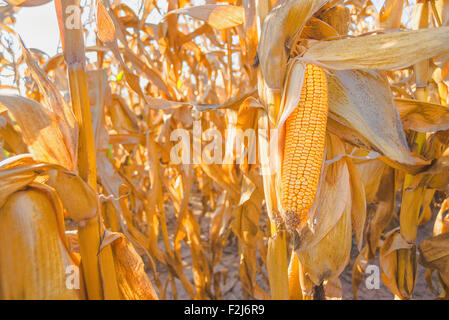 Harvest ready ripe corn ear on stalk in cultivated maize field, close up with selective focus Stock Photo