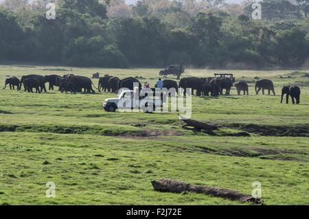 People watching a large group of wild elephants in Kaudulla National Park in Sri Lanka Stock Photo