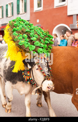 Kufstein / Austria / Tirol-19.September: Decorated cow cattle drive in Kufstein / Austria Stock Photo