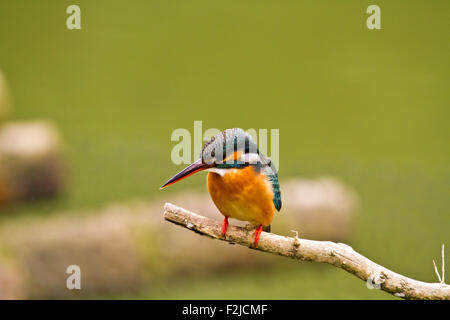 common kingfisher in natural habitat,Alcedo atthis Stock Photo