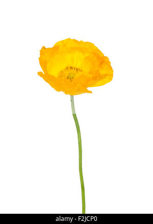 Iceland poppy (Papaver nudicaule) Stock Photo