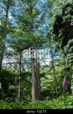 into the woods in the darkest peaks in Derbyshire the lone flowers fox gloves into the pine trees Ray Boswell Stock Photo