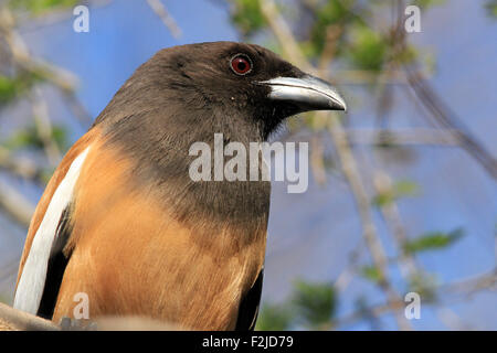 Close-up of a Rufous Treepie (Dendrocitta Vagabunda, aka Indian Treepie). Ranthambhore, Rajasthan, India Stock Photo