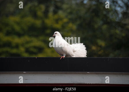 A white fan-tailed pigeon in Centreville part of Toronto's Islands Stock Photo