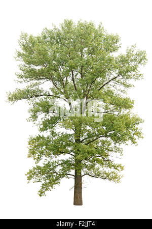 a tree isolated on white Stock Photo