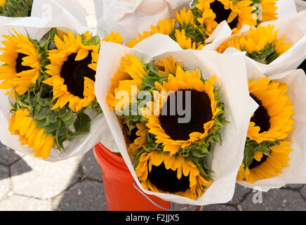 Bunches of sunflowers for sale at the Union Square Market selling farm produce in Manhattan, New York City, New York State, U.S. Stock Photo