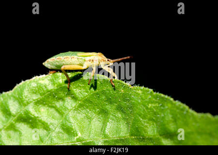 Green Stink Bug or Green Soldier Bug (Chinavia hilaris) - North Carolina Arboretum - Asheville, North Carolina, USA Stock Photo