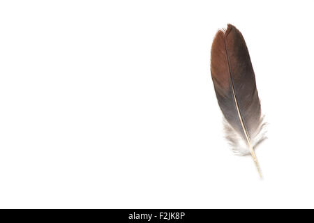 feather on white background Stock Photo