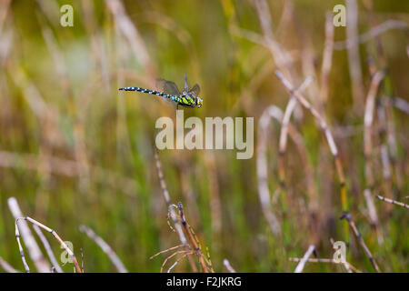 An Emperor Dragonfly in mid flight at Cors Ian, Ceredigion Stock Photo