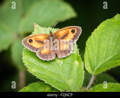 Gatekeeper butterfly Pyronia tithonus at rest on bramble leaves UK Stock Photo