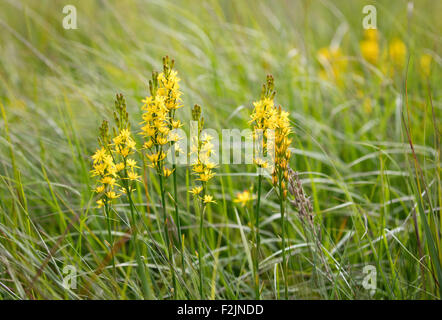 Starry yellow flowers of Bog Asphodel Narthecium ossifragum growing in marshy ground at Priddy Mineries in Somerset UK Stock Photo