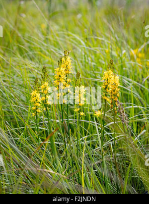 Starry yellow flowers of Bog Asphodel Narthecium ossifragum growing in marshy ground at Priddy Mineries in Somerset UK Stock Photo