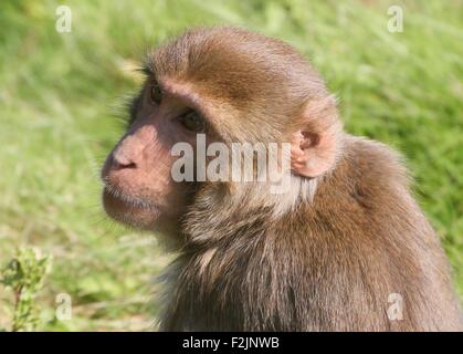Southern Asian Rhesus macaque (Macaca mulatta) close-up portrait Stock Photo