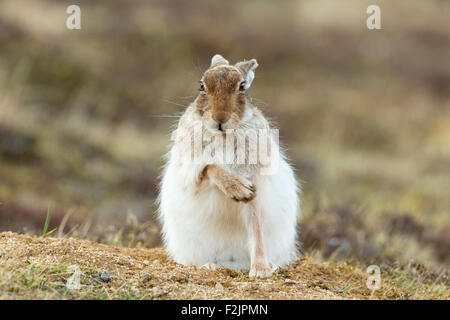 Mountain Hare (Lepus timidus) adult in spring coat sitting with front paw raised Stock Photo