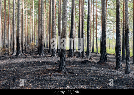 Ashes from forest on fire Stock Photo