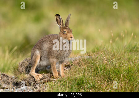 Mountain Hare (Lepus timidus) sub-adult in summer pelage sitting on moorland Stock Photo