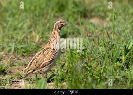 Common Quail at summer meadow Stock Photo
