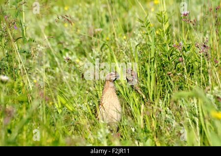 Common Quail in motley grass Stock Photo