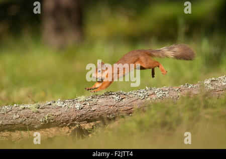 Red Squirrel (Sciurus vulgaris) running across fallen log Stock Photo
