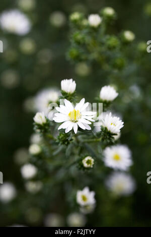 Aster ericoides 'White Heather' flowers. Stock Photo