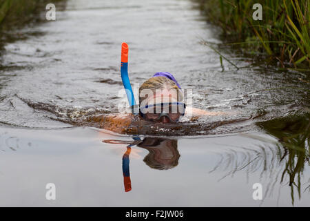 The World Bog Snorkelling Championships held at Waen Rhydd Bog on August 30, 2015 in Llanwrtyd Wells, Mid Wales. Stock Photo