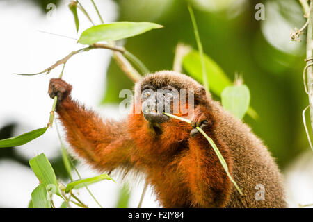 Dusky titi monkey eating leaves and holding a twig  in the Tambopata region of the Peruvian Amazon basin Stock Photo