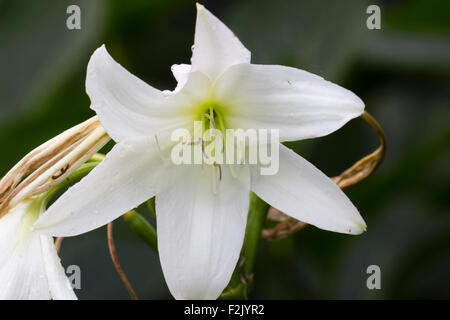 Flower in the summer head of the hybrid cape lily, Crinum x powellii 'Album' Stock Photo