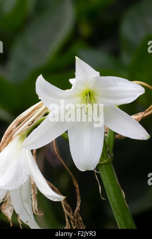 Flower in the summer head of the hybrid cape lily, Crinum x powellii 'Album' Stock Photo