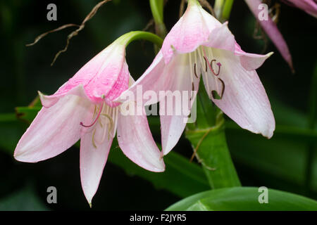Two flowers in the summer head of the hybrid cape lily, Crinum x powellii Stock Photo
