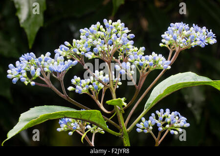 Blue buds and flowers of the half-hardy Hydrangea relative, Dichroa febrifuga Stock Photo