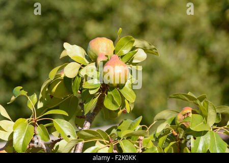 Pears (European Pear - pyrus communis) growing on tree in French Orchard Stock Photo