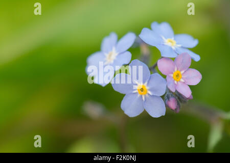 Forget-me-Nots (myosotis) - small blue and pink spring flower Stock Photo