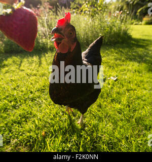 funny close up wide angle portrait of black pet chicken eating a strawberry in garden Stock Photo