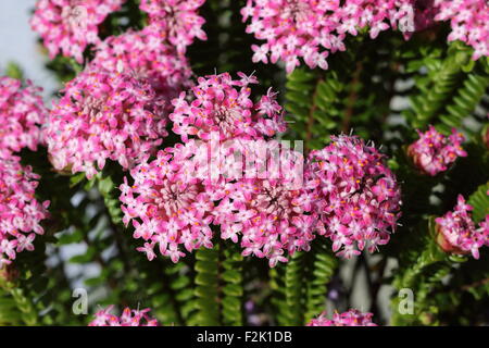 Close up shot of Pimelea ferruginea or also known as Magenta Mist Stock Photo