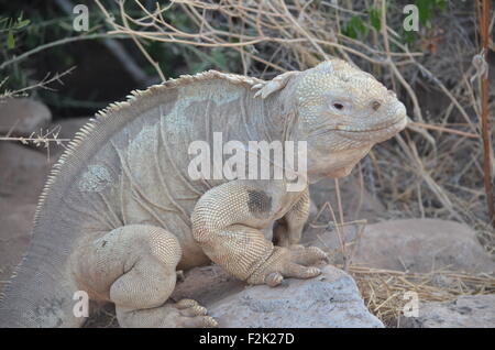 A Santa Fe land iguana, a species endemic to the Isla Sante Fe on the Galapagos Islands Stock Photo