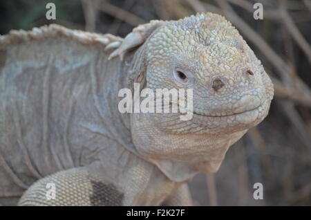 A Santa Fe land iguana, a species endemic to the Isla Sante Fe on the Galapagos Islands Stock Photo