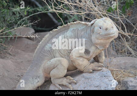 A Santa Fe land iguana, a species endemic to the Isla Sante Fe on the Galapagos Islands Stock Photo