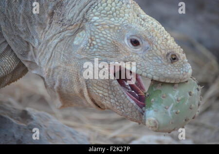 A Santa Fe land iguana, a species endemic to the Isla Sante Fe on the Galapagos Islands Stock Photo