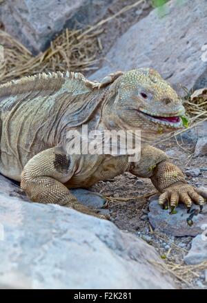 A Santa Fe land iguana, a species endemic to the Isla Sante Fe on the Galapagos Islands Stock Photo