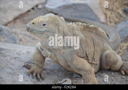 A Santa Fe land iguana, a species endemic to the Isla Sante Fe on the Galapagos Islands Stock Photo